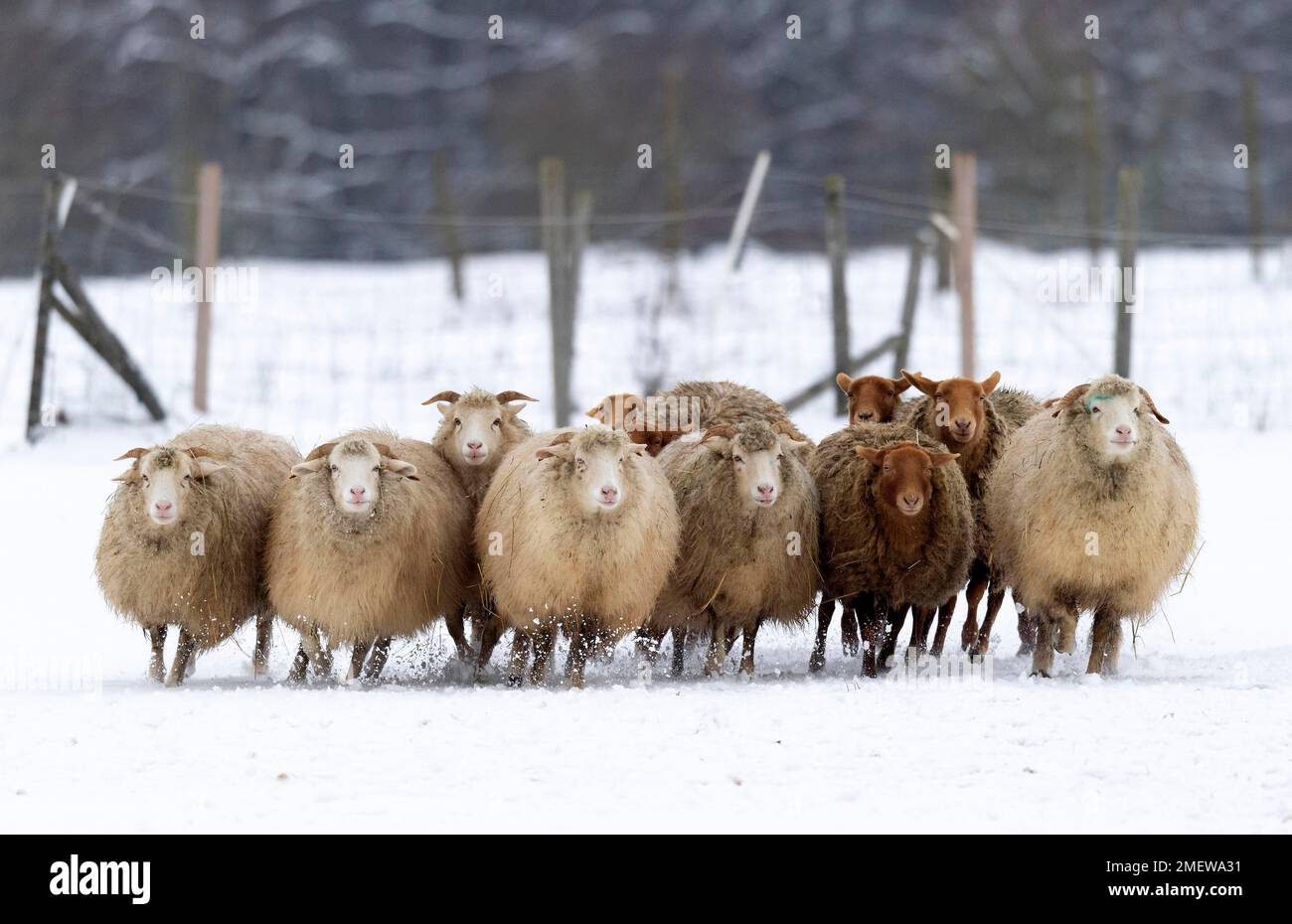 Gruppe Coburger Fuchsschafe (Ovis gmelini aries), Captive, Deutschland Stockfoto