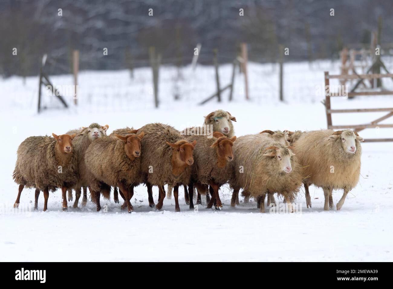 Gruppe Coburger Fuchsschafe (Ovis gmelini aries), Captive, Deutschland Stockfoto