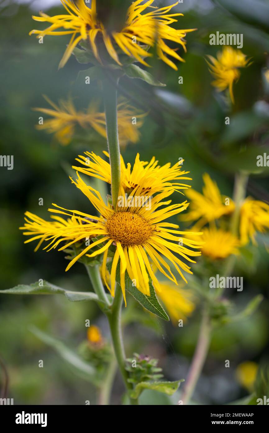 Inula helenium Stockfoto