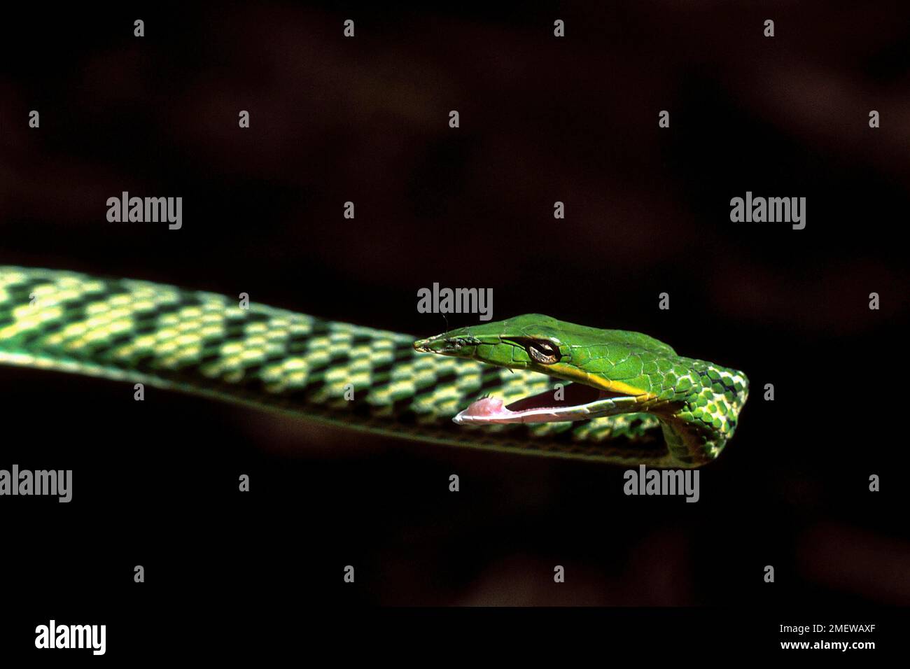 Grüne Peitschenschlange (Ahaetulla nasutus) Vine Snake Captive, Madras Crocodile Bank Trust und Zentrum für Herpetologie in der Nähe von Chennai, Tamil Nadu, Süden Stockfoto
