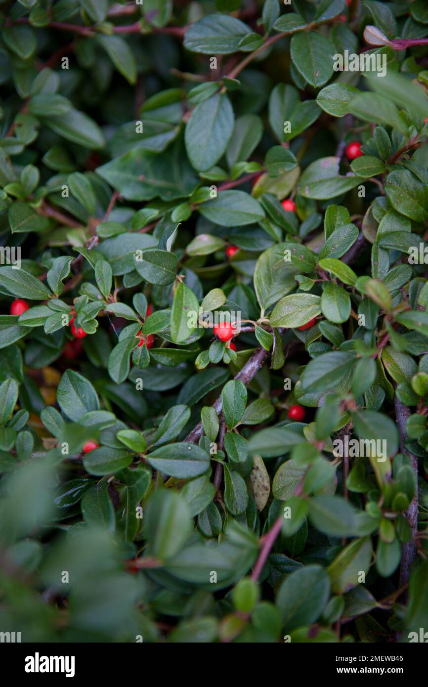 Cotoneaster dammeri „Mooncreeper“ Stockfoto
