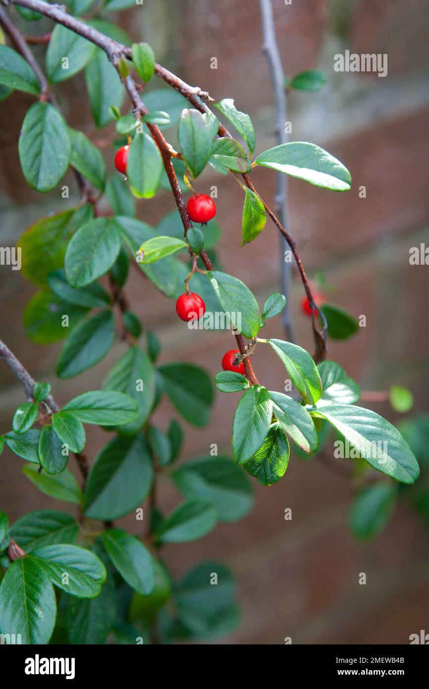 Zwergmispel dammeri Stockfoto