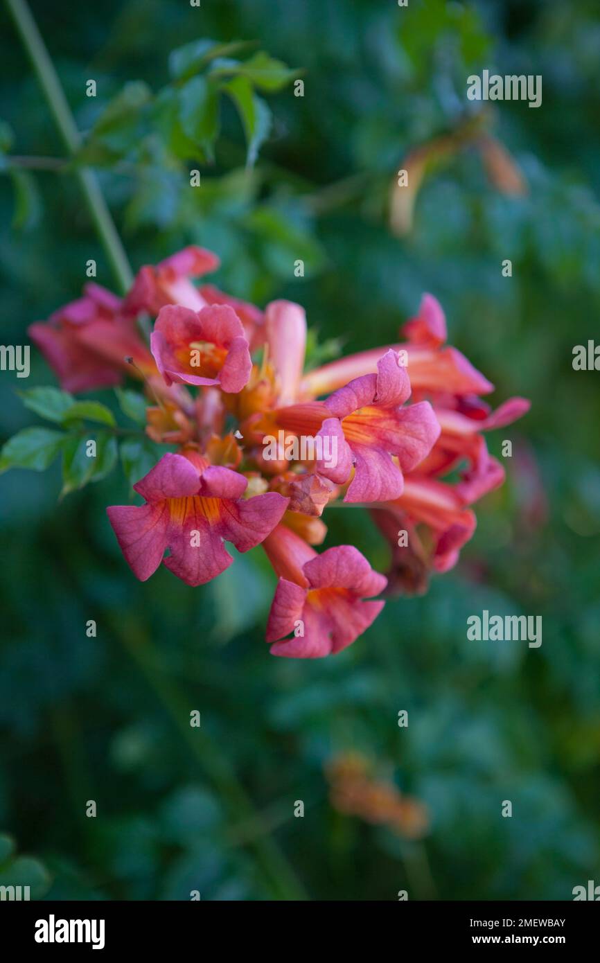 Campsis radicans Stockfoto