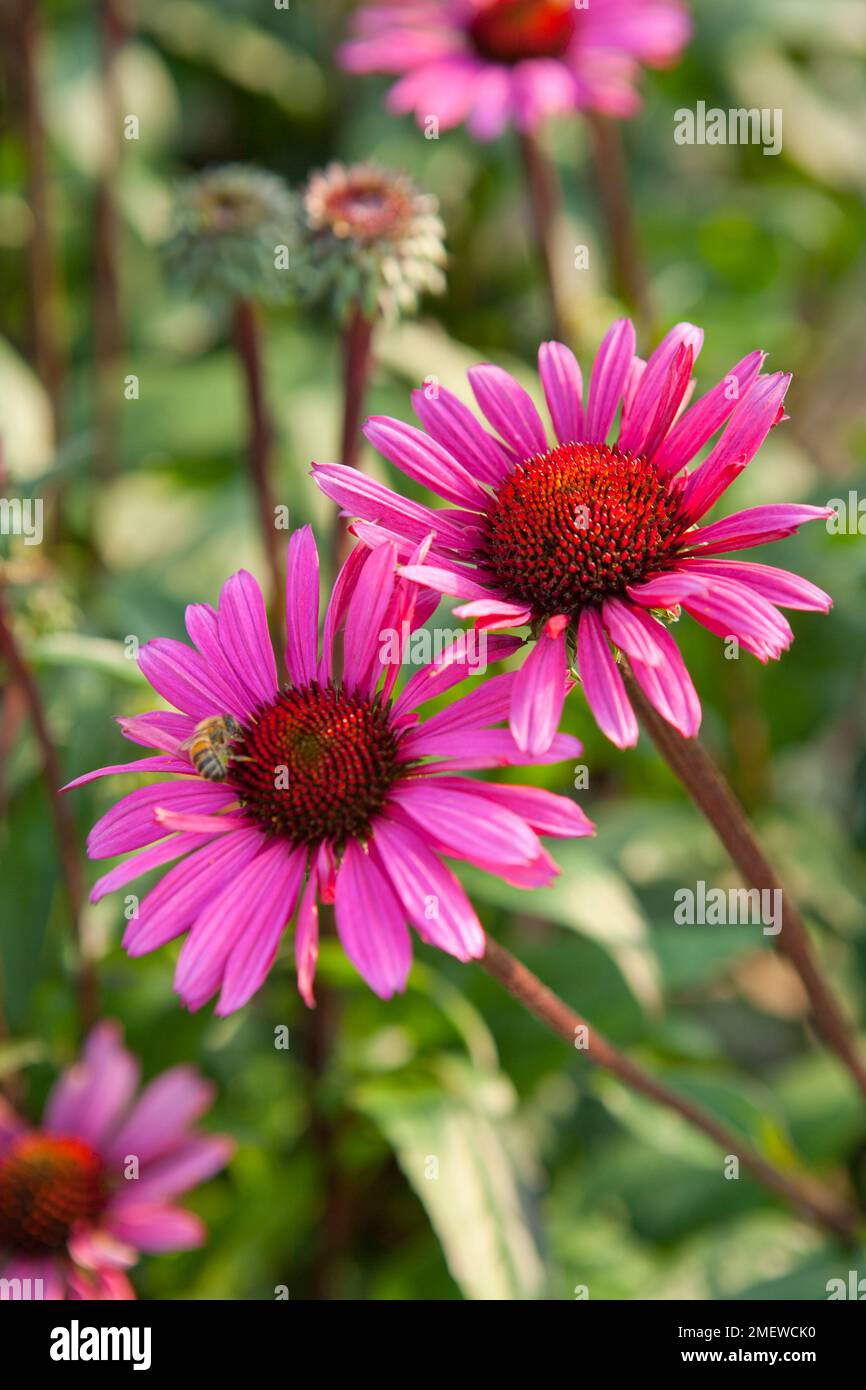 Echinacea Purpurea 'Fatal Attraction' Stockfoto