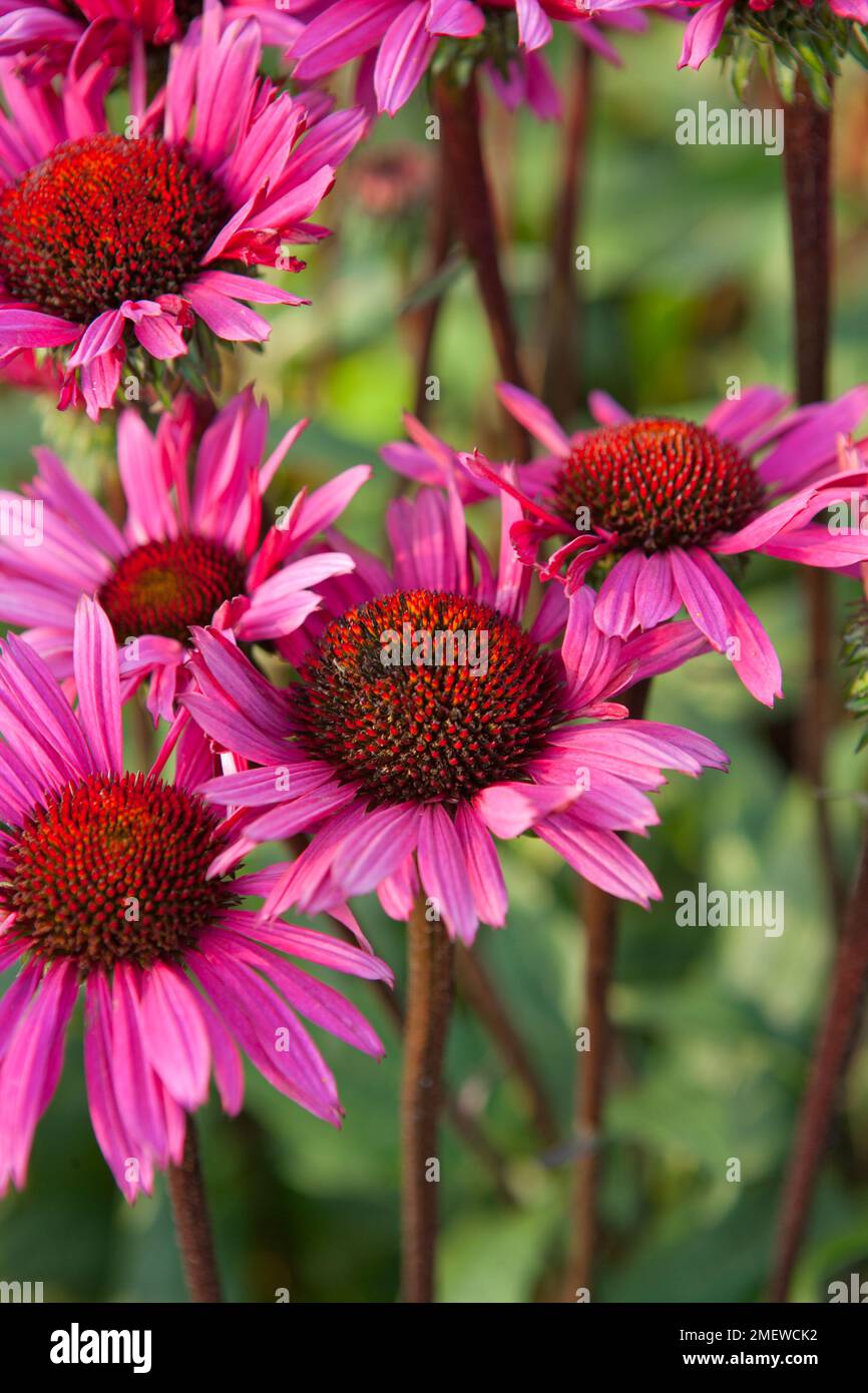 Echinacea Purpurea 'Fatal Attraction' Stockfoto