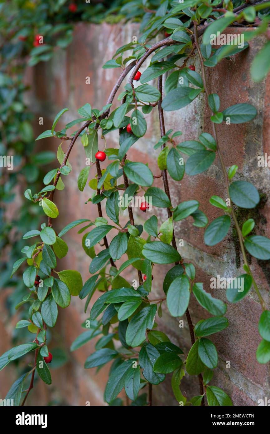 Zwergmispel dammeri Stockfoto