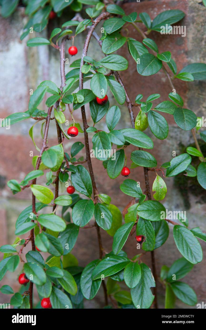 Zwergmispel dammeri Stockfoto