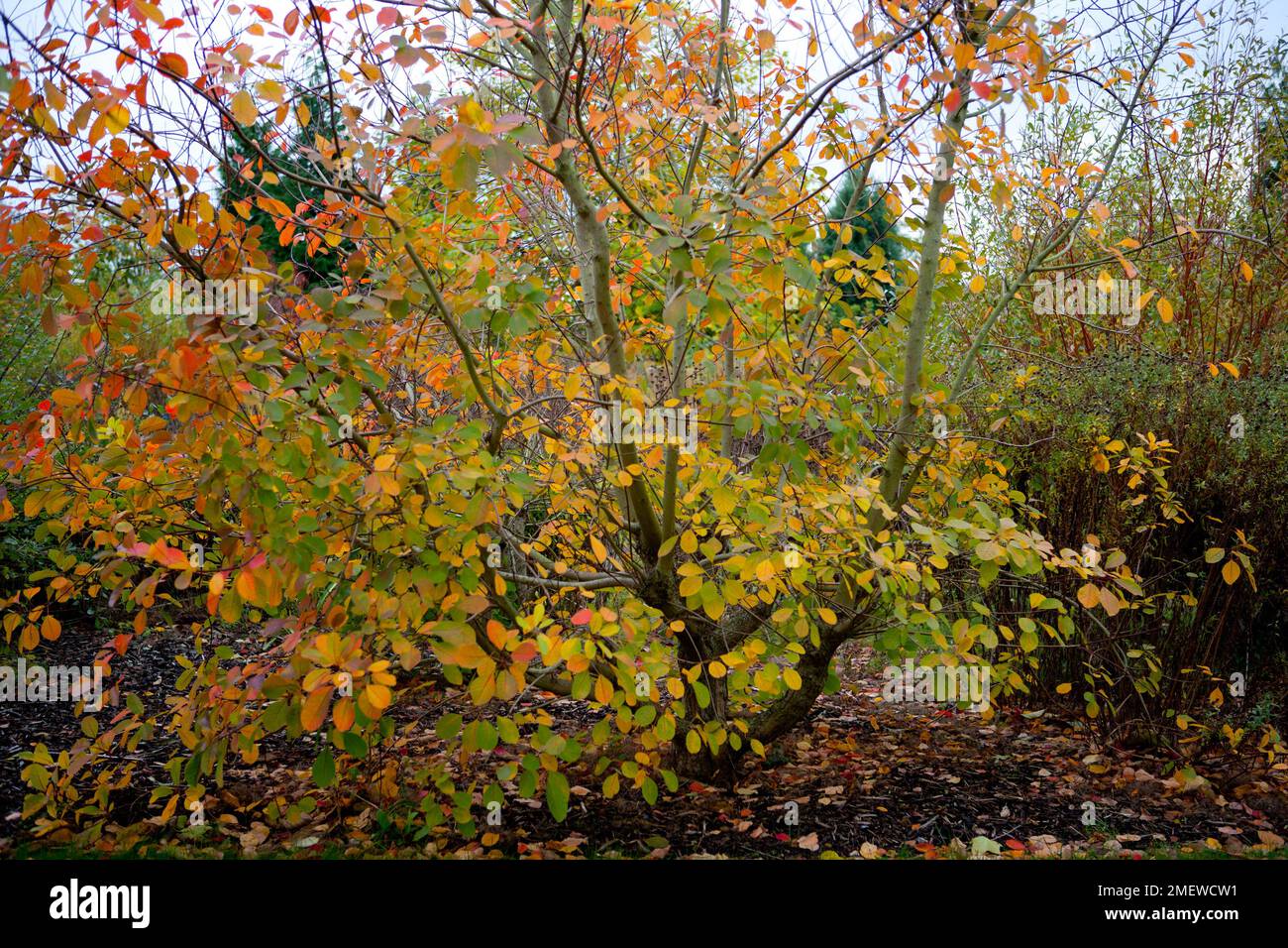 Cotinus 'Flamme' Stockfoto