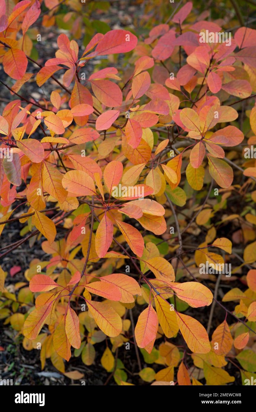 Cotinus 'Flamme' Stockfoto