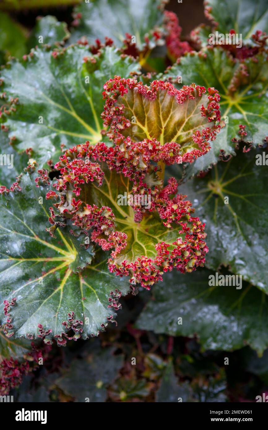 Begonia „Ricky Minter“ Stockfoto