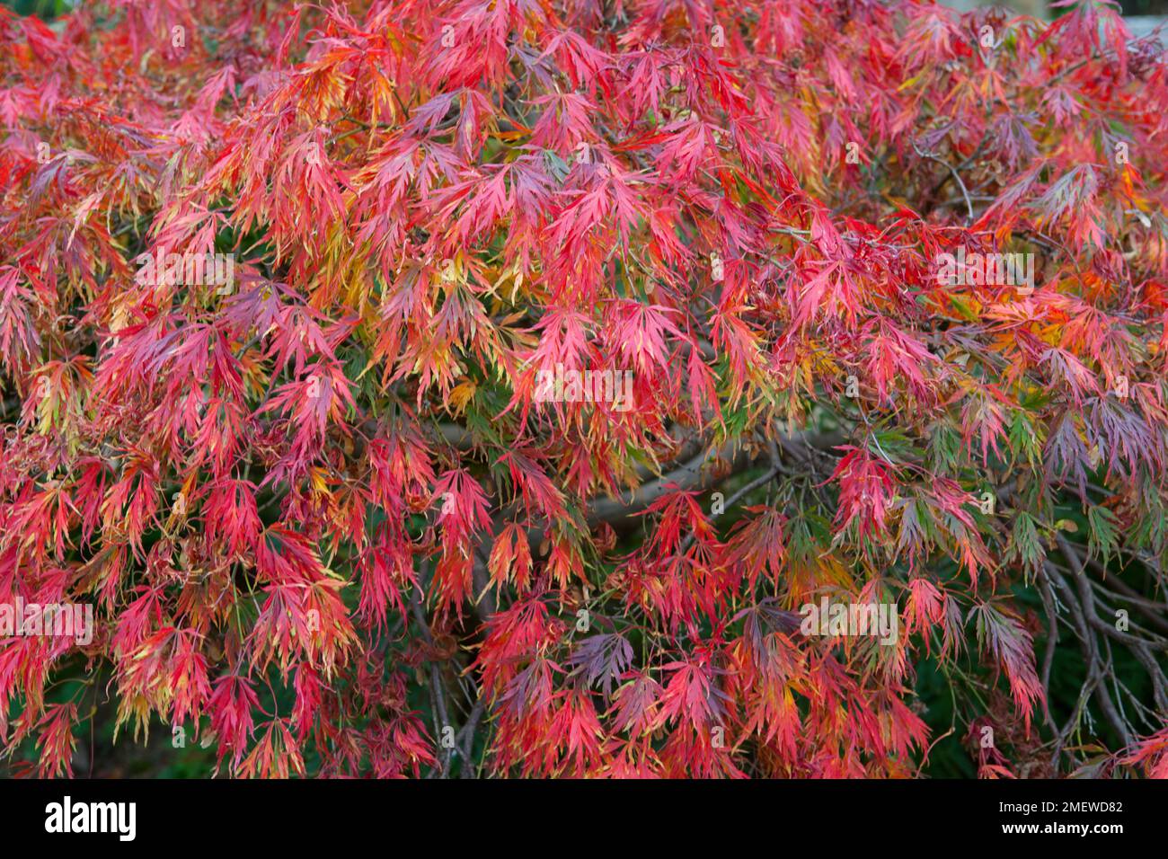 Acer palmatum var dissectum Stockfoto