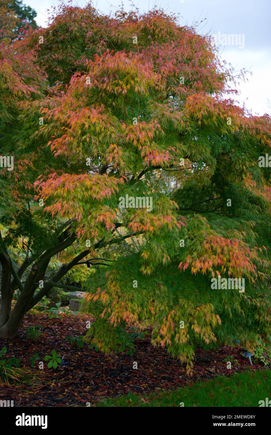 Acer palmatum var. Dissectum „Seiryu“ Stockfoto