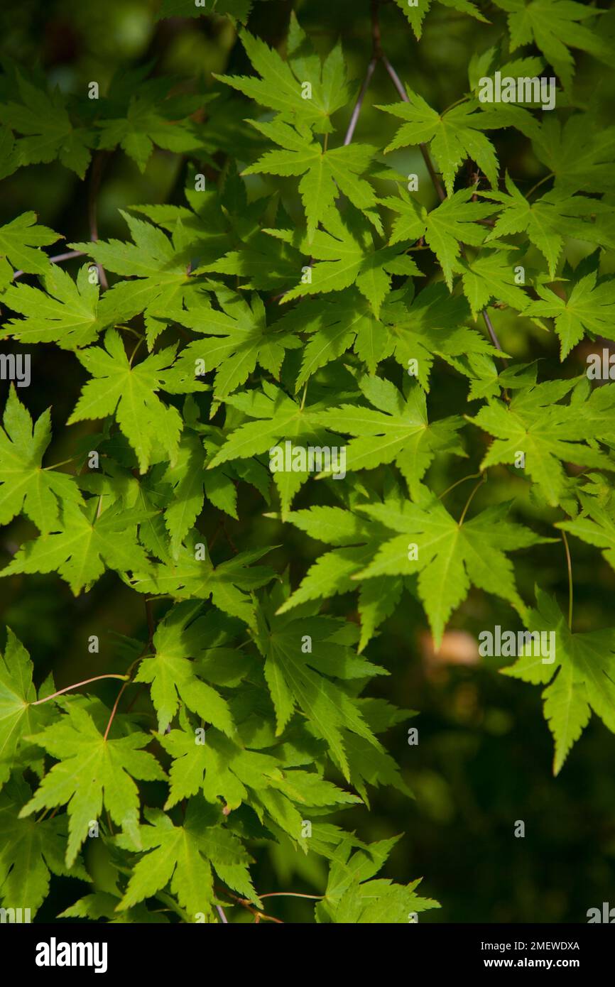 Acer Palmatum 'Orange Dream' Stockfoto