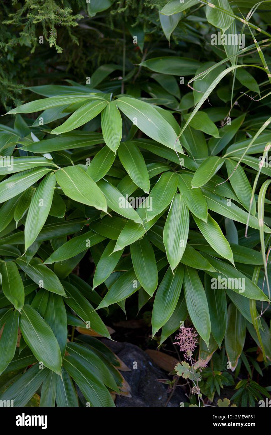 Sasa palmata „Broad Leaf Bamboo“ Stockfoto