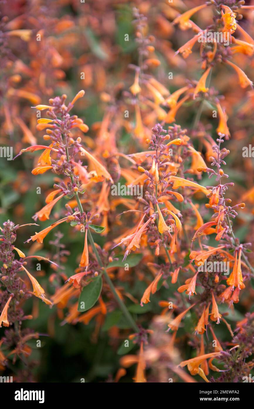 Agastache aurantiaca†'Apricot Sprite' Stockfoto