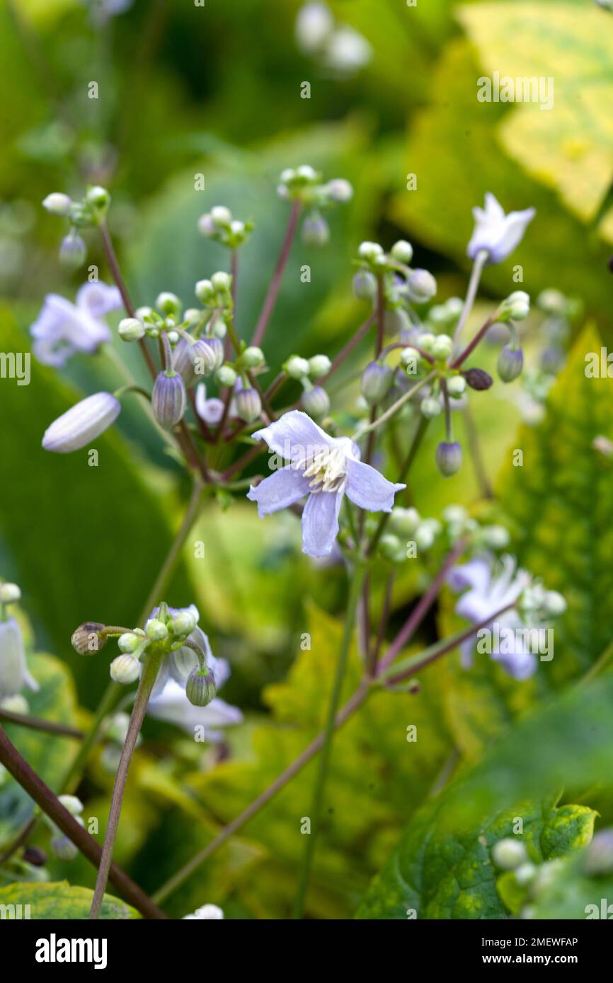 Anemone hupehensis var japonica „Pamina“ Stockfoto