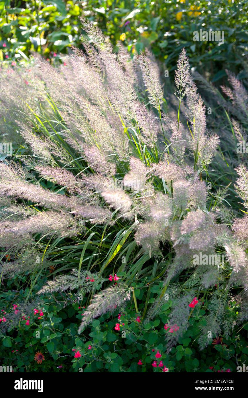 Calamagrostis brachytricha Stockfoto