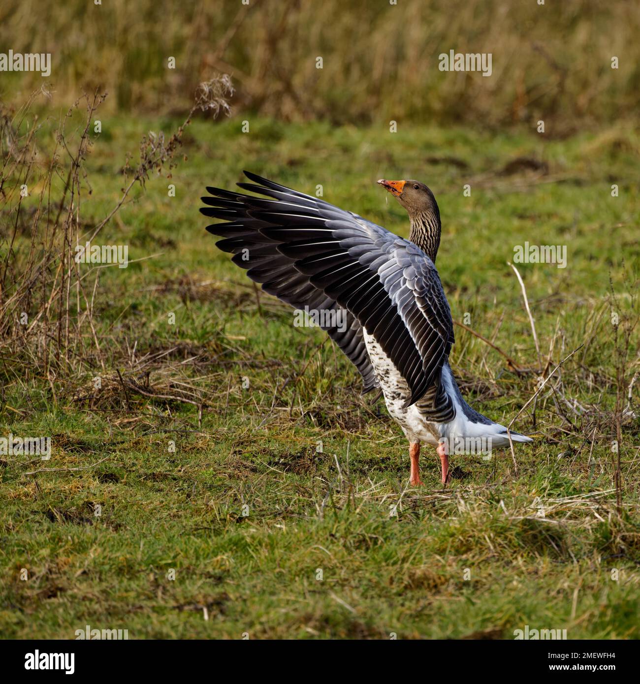 Greylag Goose (Anser anser) in Burton Mere Wetlands, Neston, Wirral, Vereinigtes Königreich Stockfoto