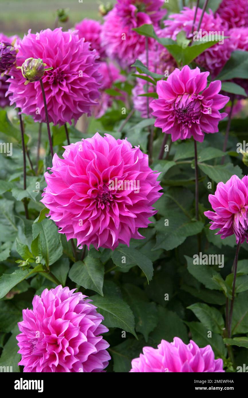 Dahlie 'Elma E' Stockfoto