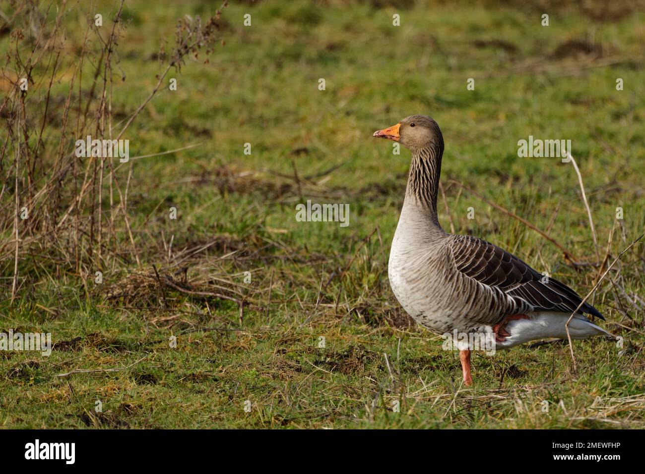 Greylag Goose (Anser anser) in Burton Mere Wetlands, Neston, Wirral, Vereinigtes Königreich Stockfoto