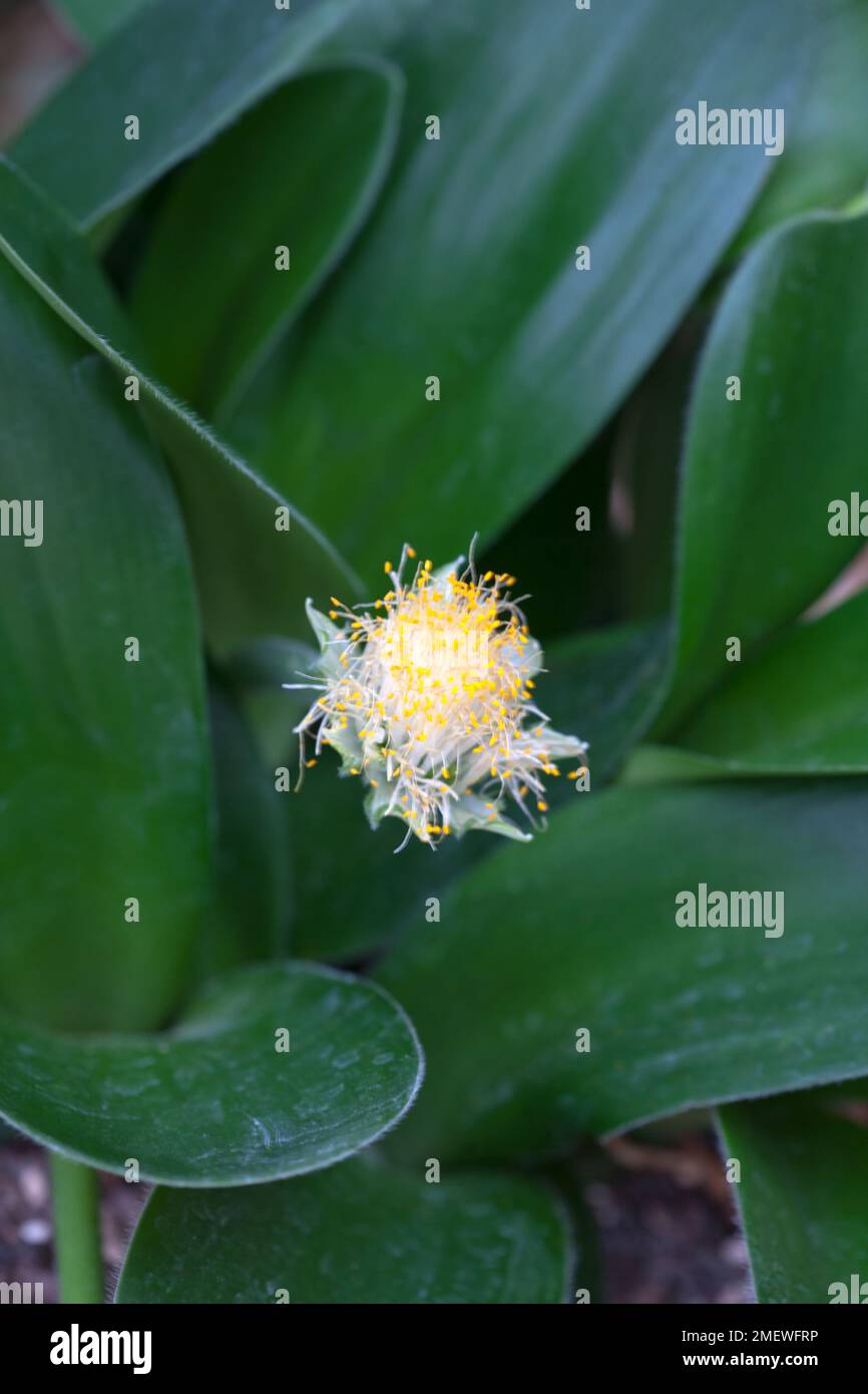 Haemanthus pflanze Fotos und Bildmaterial in hoher Auflösung Alamy