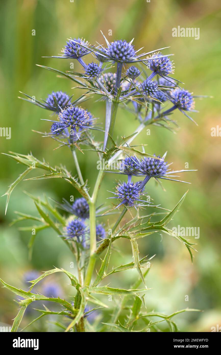 Eryngium planum Stockfoto