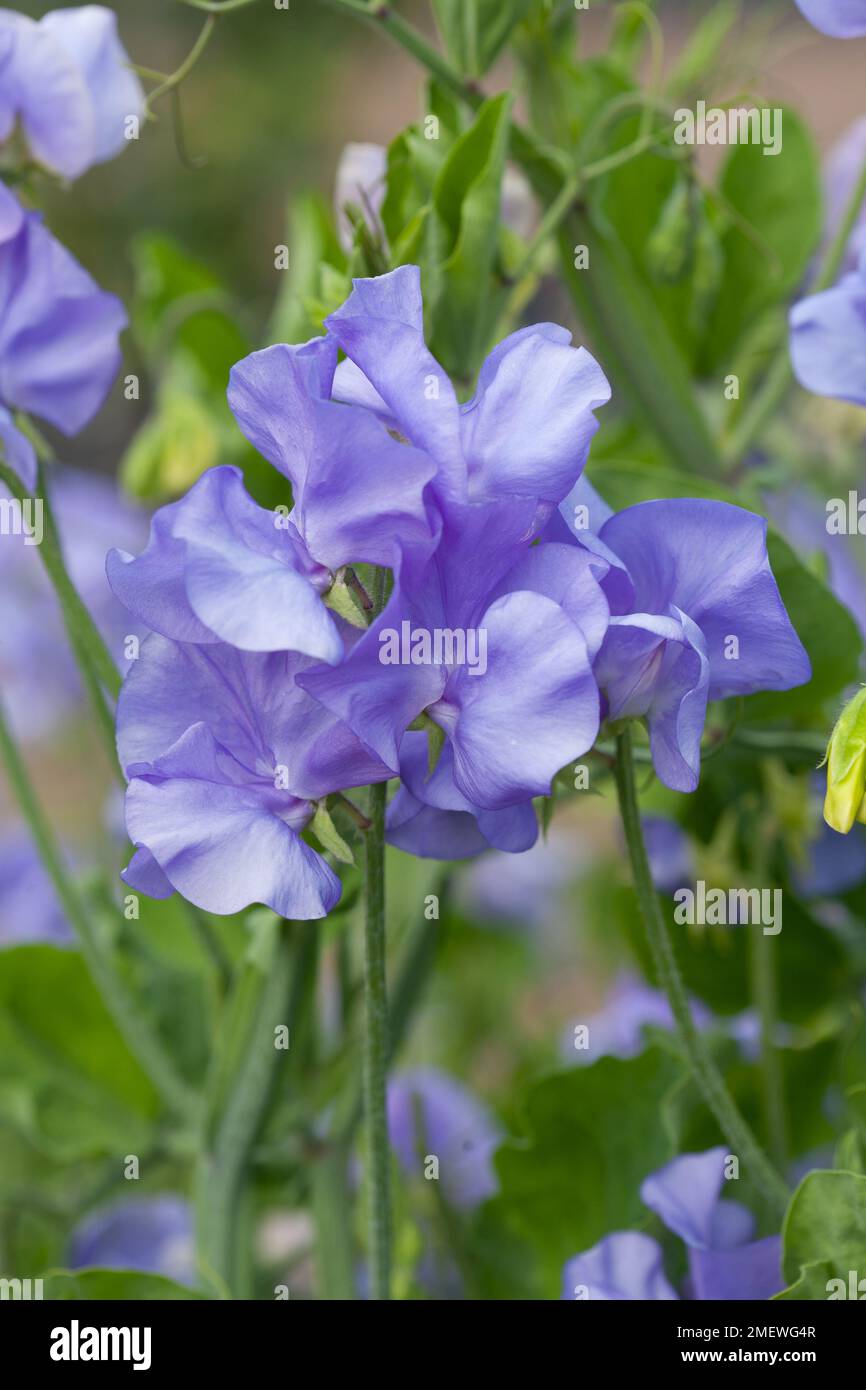 Lathyrus „Bounce Mid Blue“ Stockfoto