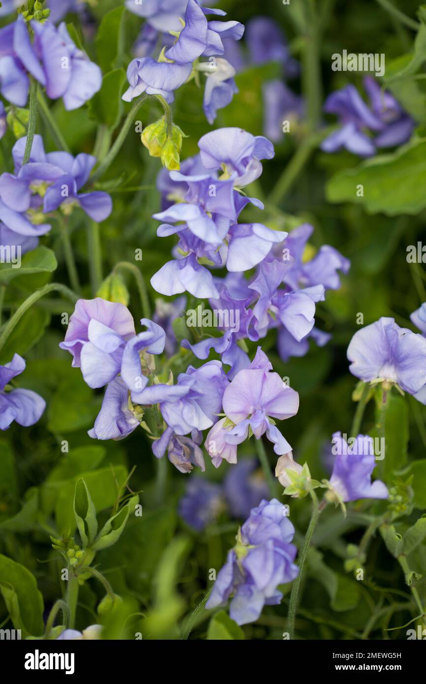 Lathyrus „Bounce Mid Blue“ Stockfoto