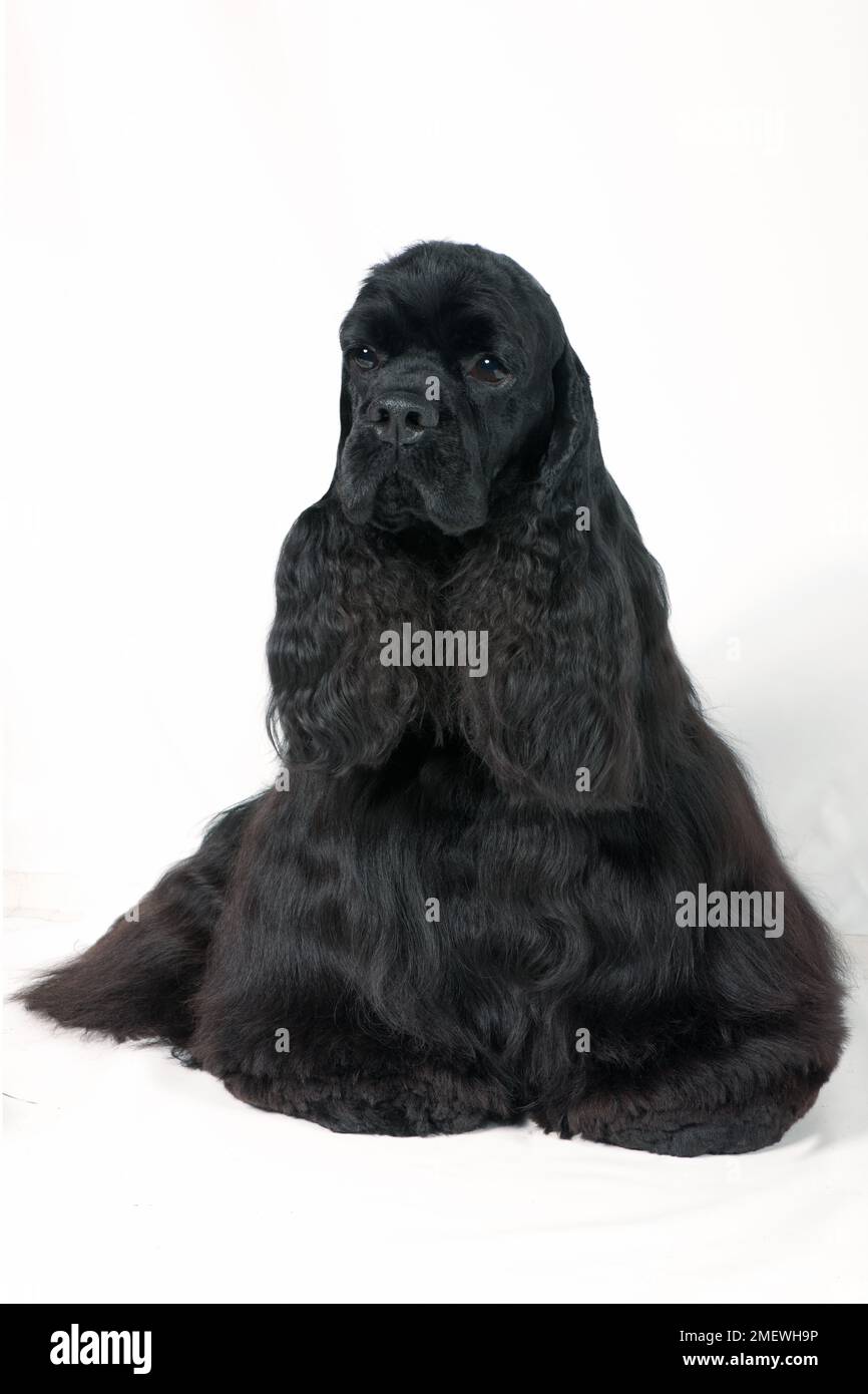 Schwarzer amerikanischer Cocker Spaniel, sitzend, Vorderansicht Stockfoto