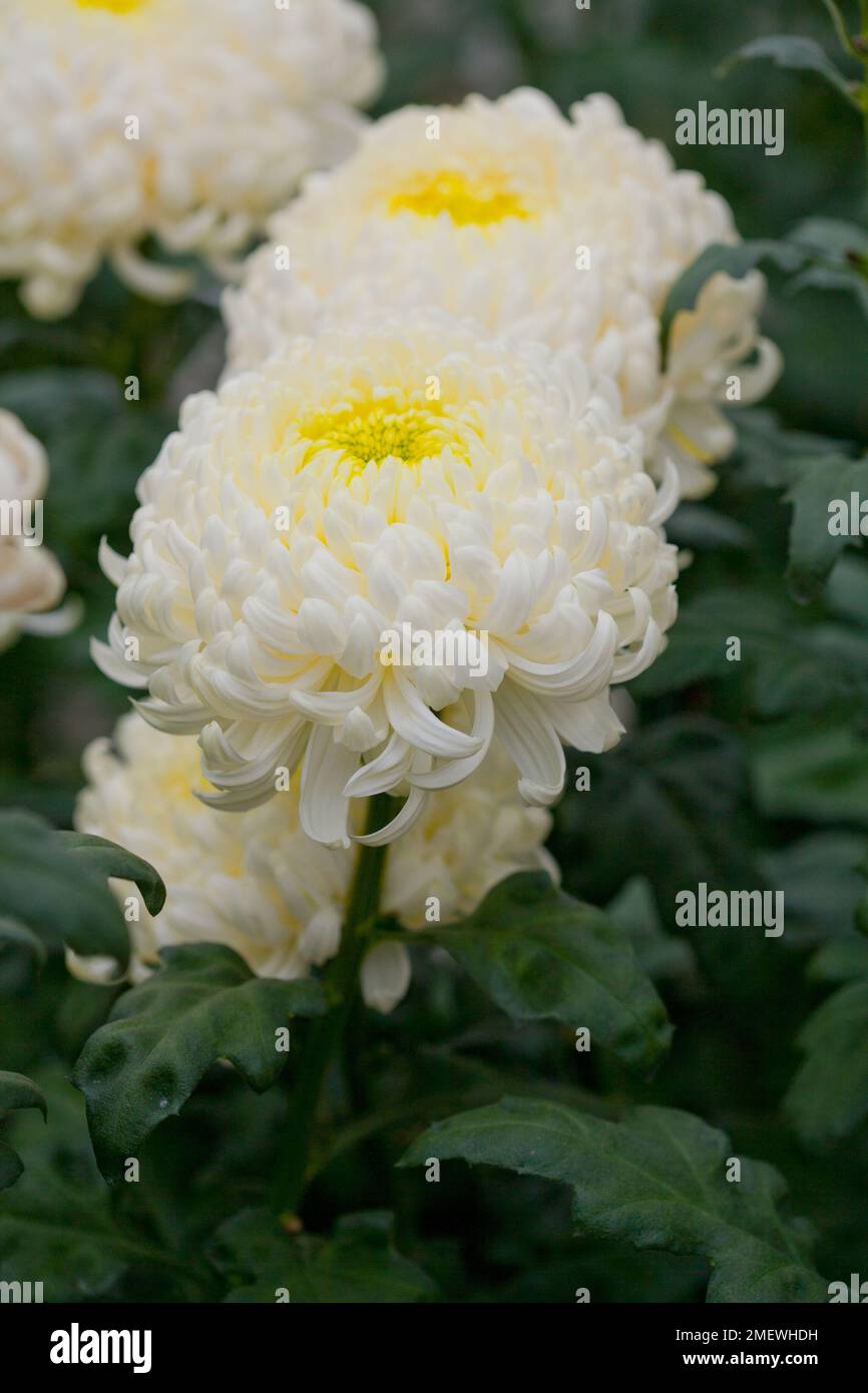 Chrysanthemum „Fred Shoesmith“ Stockfoto