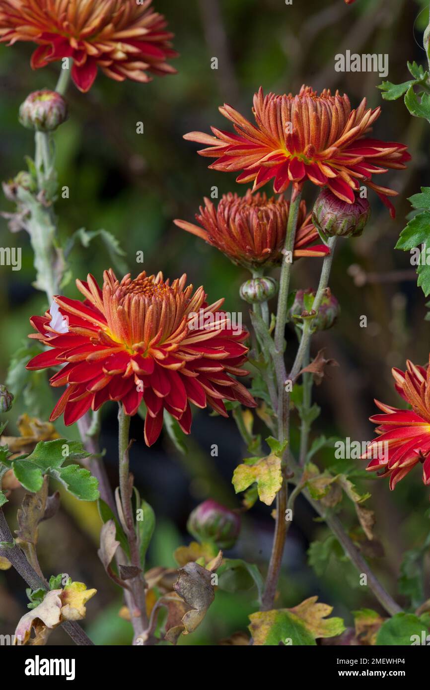 Chrysanthemum Chelsea Physic Garden Stockfoto