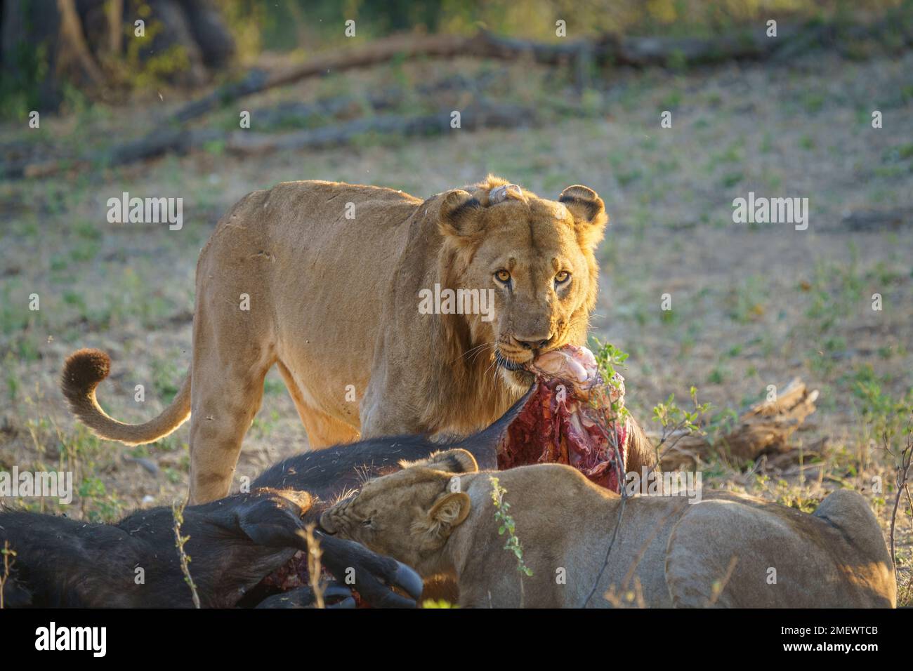 Der Löwe (Panthera leo) ernährt sich von einem toten Cape Buffalo-Kadaver. Bwabwata-Nationalpark, Namibia Stockfoto