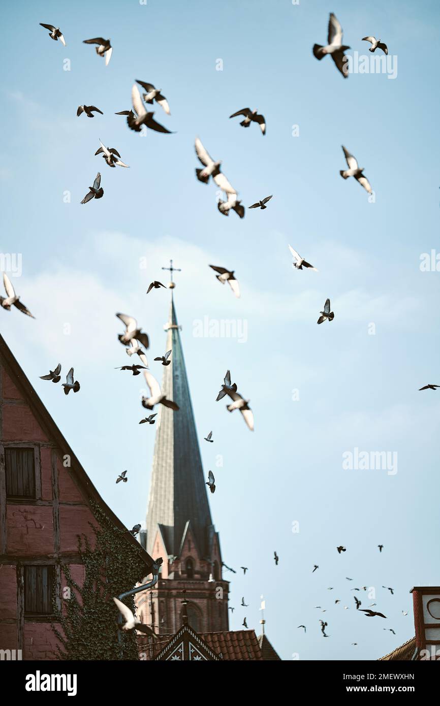 Tauben fliegen über die Dächer der Stadt. Hochwertiges Foto Stockfoto