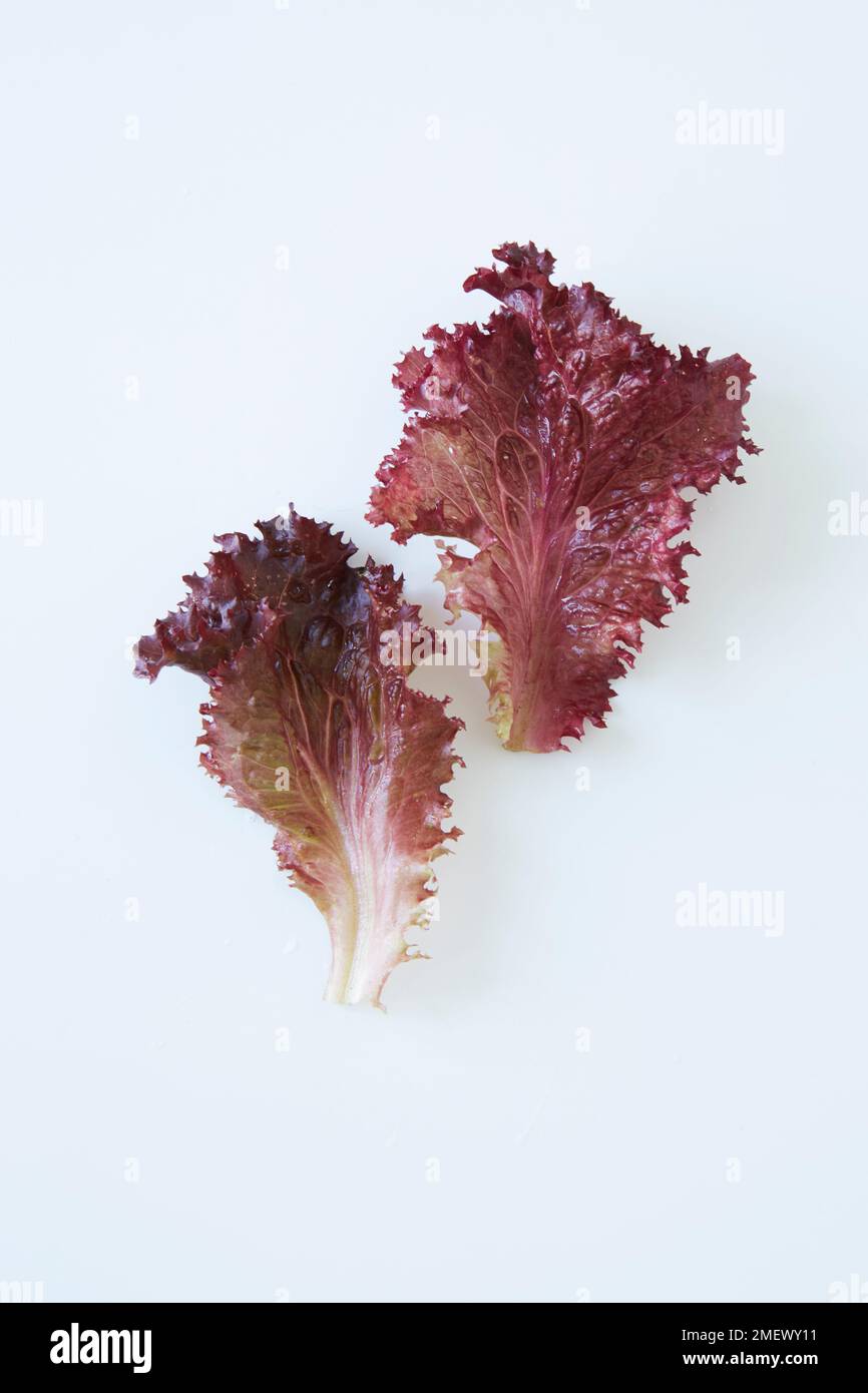 Lollo rosso-Salat auf weißem Hintergrund Stockfoto