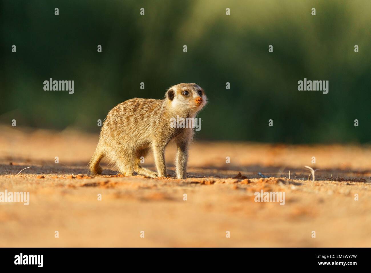 Erdmännchen (Suricata suricatta) sieht nach rechts. Kopierraum. Kalahari-Wüste, Südafrika Stockfoto