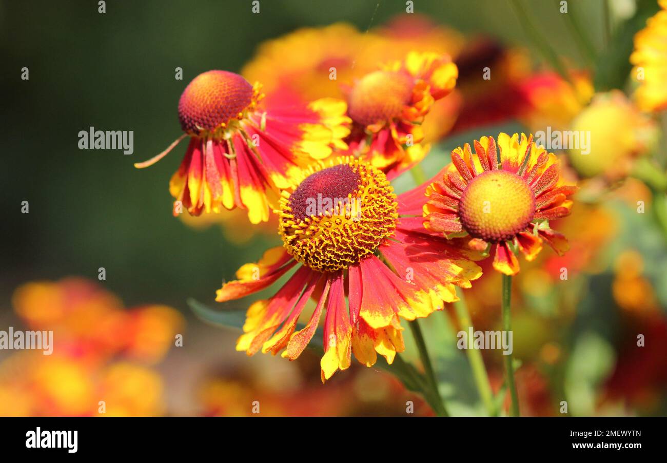Nahaufnahme der roten und gelben Heleniumblumen Stockfoto