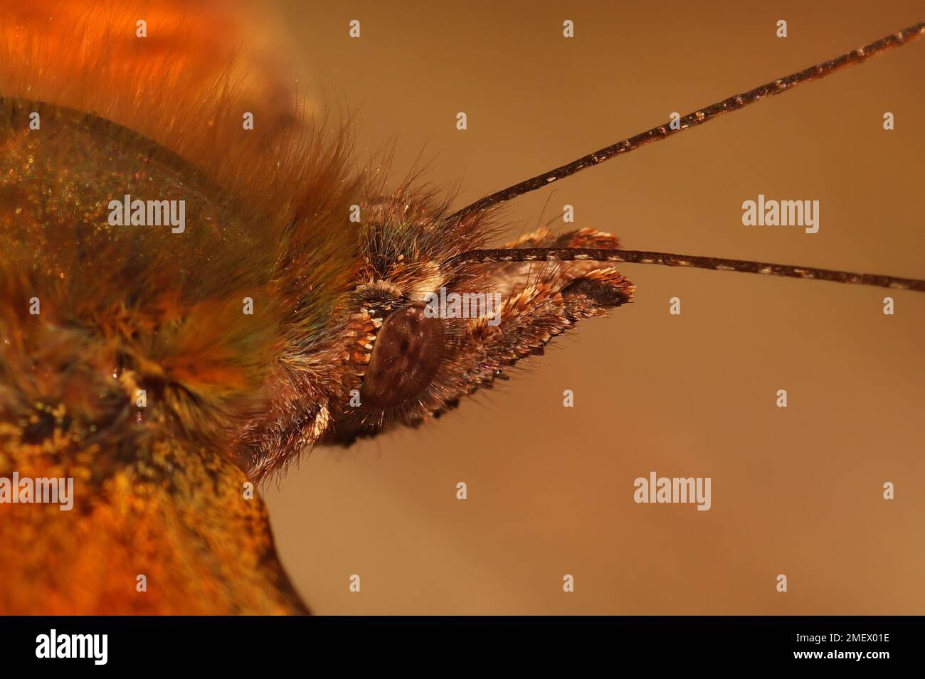Detaillierte extreme Nahaufnahme auf dem Kopf eines Anglewing Komma-Schmetterlings, Pologonia c-Album, mit seinem behaarten Kopf Stockfoto