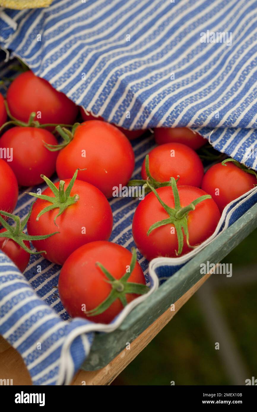 Weintomaten auf dem Display Stockfoto