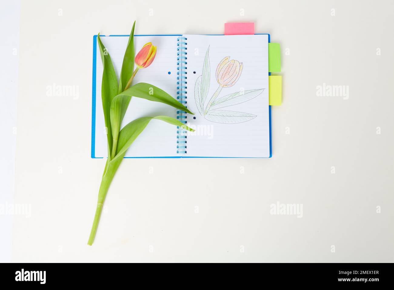 Großes Notizbuch mit Blumenzeichnung auf der offenen Seite und echter Blume daneben Stockfoto