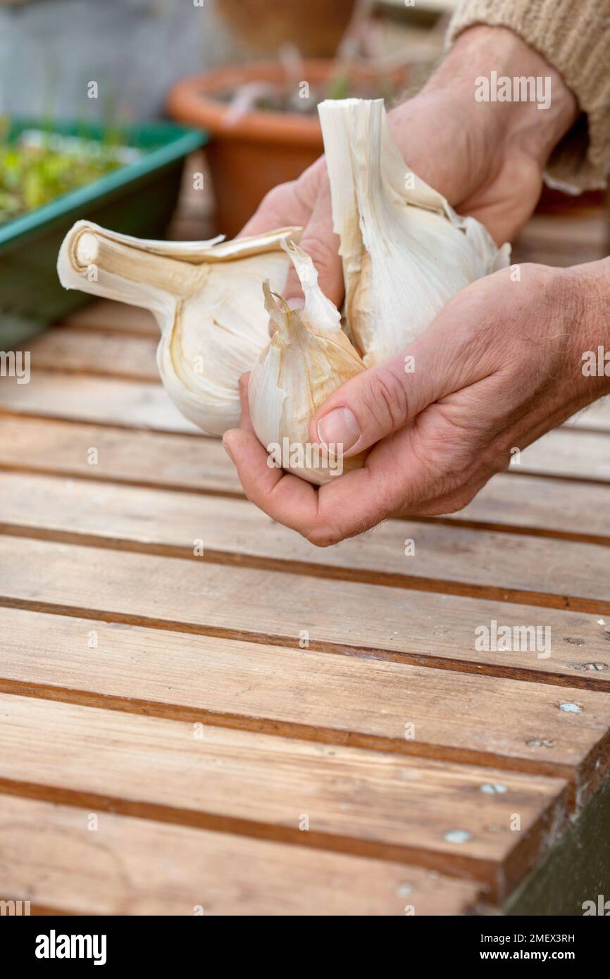 Elefant-Knoblauch Stockfoto