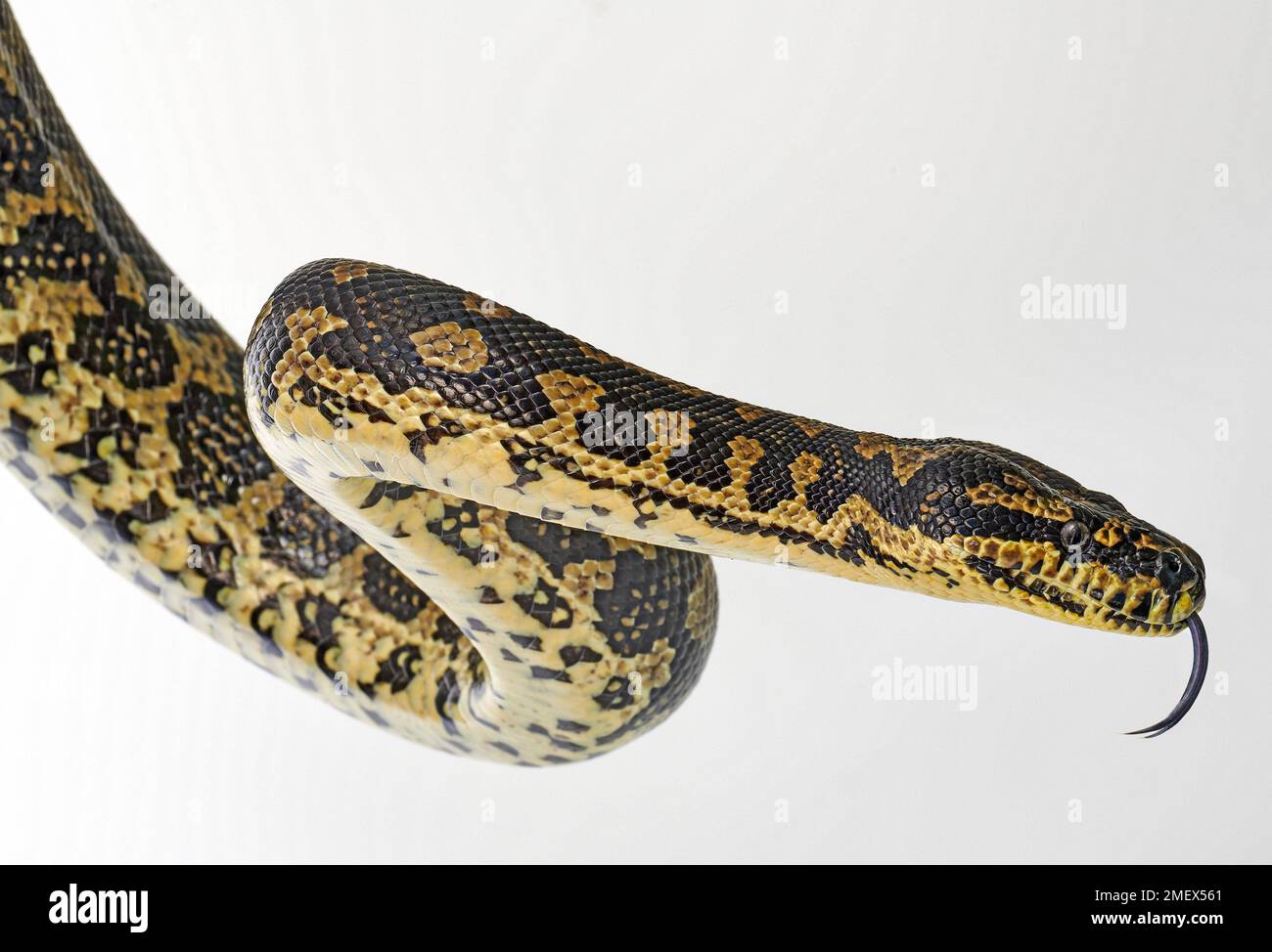 Teppichpython, Morelia Spilota Stockfoto