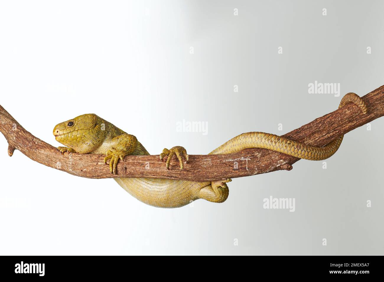 Salomonen Skink, Corucia zebrata Stockfoto