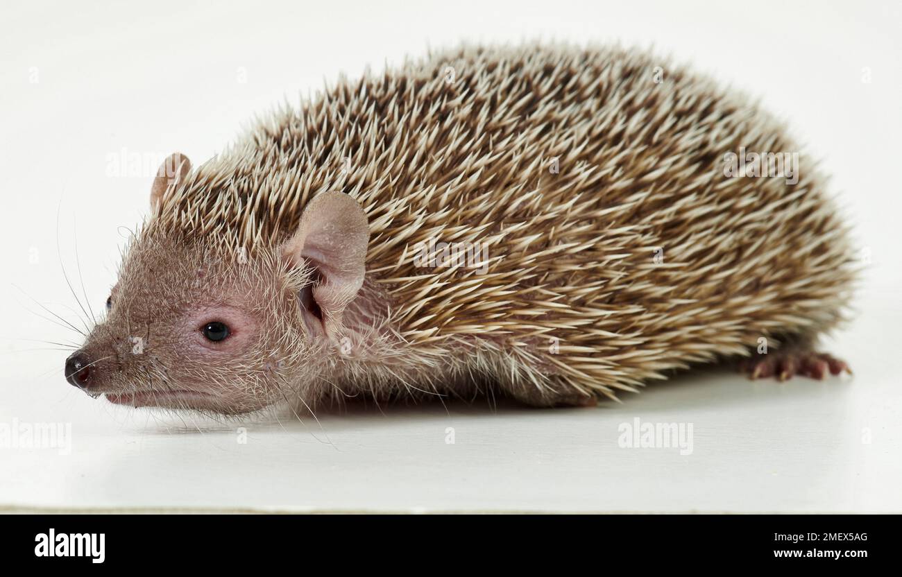 Igeltenrec, Echinops telfairiLesser Igeltenrec, Echinops telfairi Stockfoto