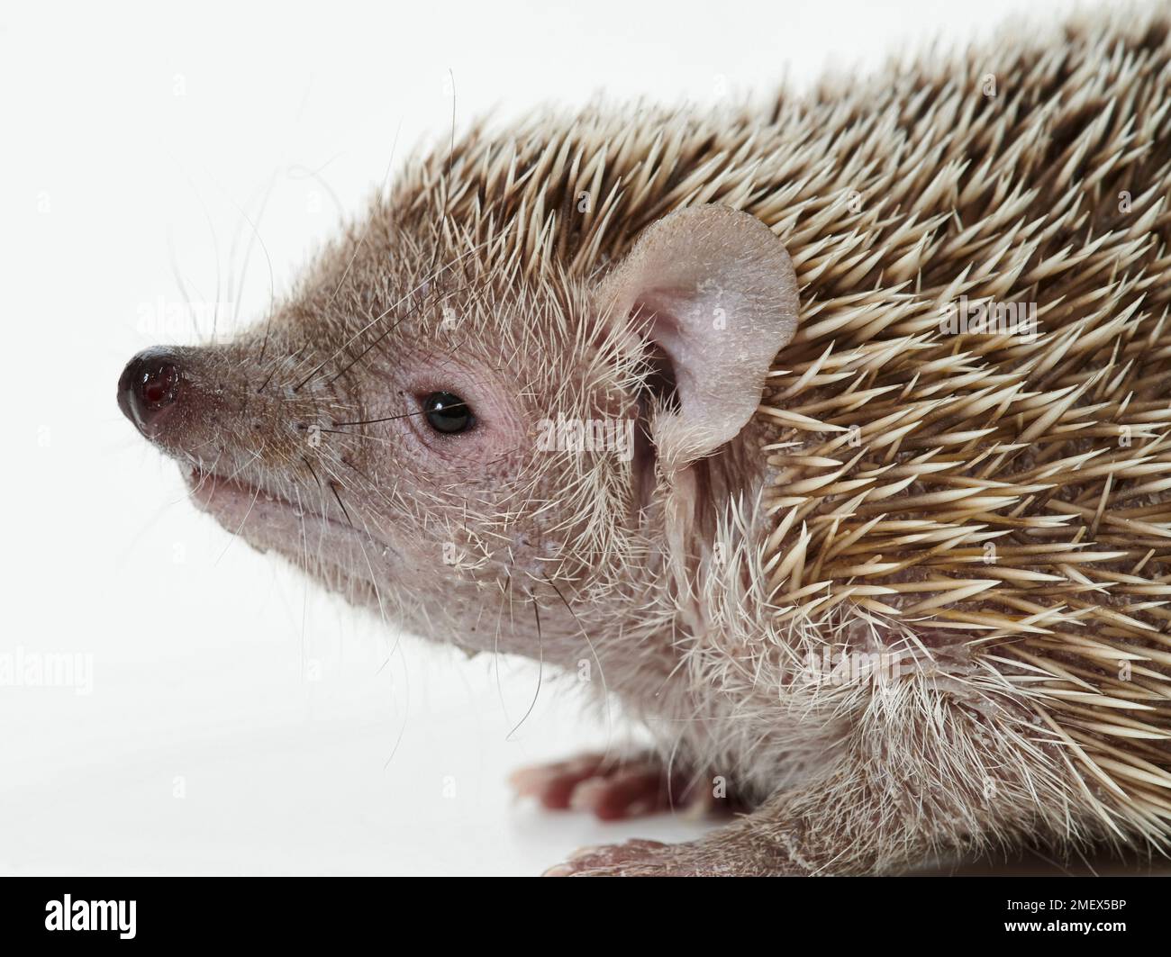 Igeltenrec, Echinops telfairiLesser Igeltenrec, Echinops telfairi Stockfoto