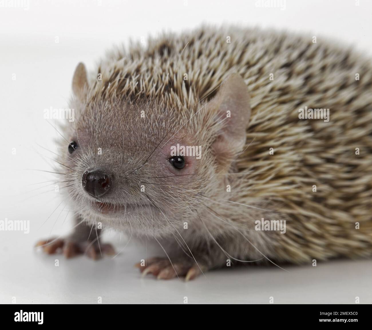 Igeltenrec, Echinops telfairiLesser Igeltenrec, Echinops telfairi Stockfoto