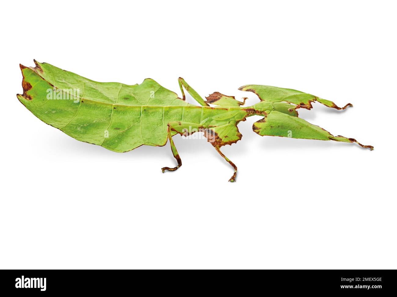Riesenblättrige Insekten (Phyllium giganteum) Stockfoto