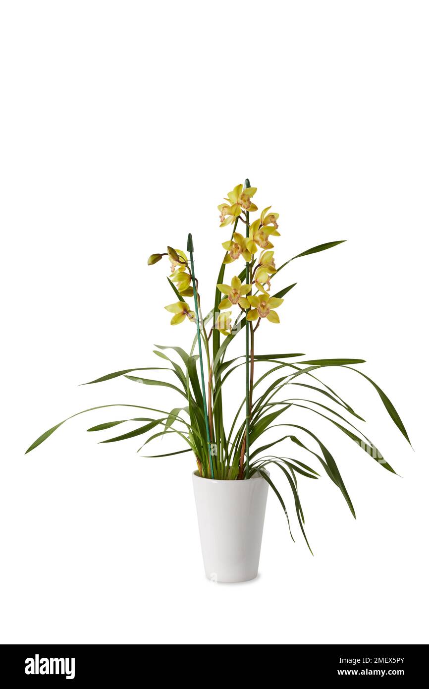 Cymbidium midi Fotos und Bildmaterial in hoher Auflösung Alamy