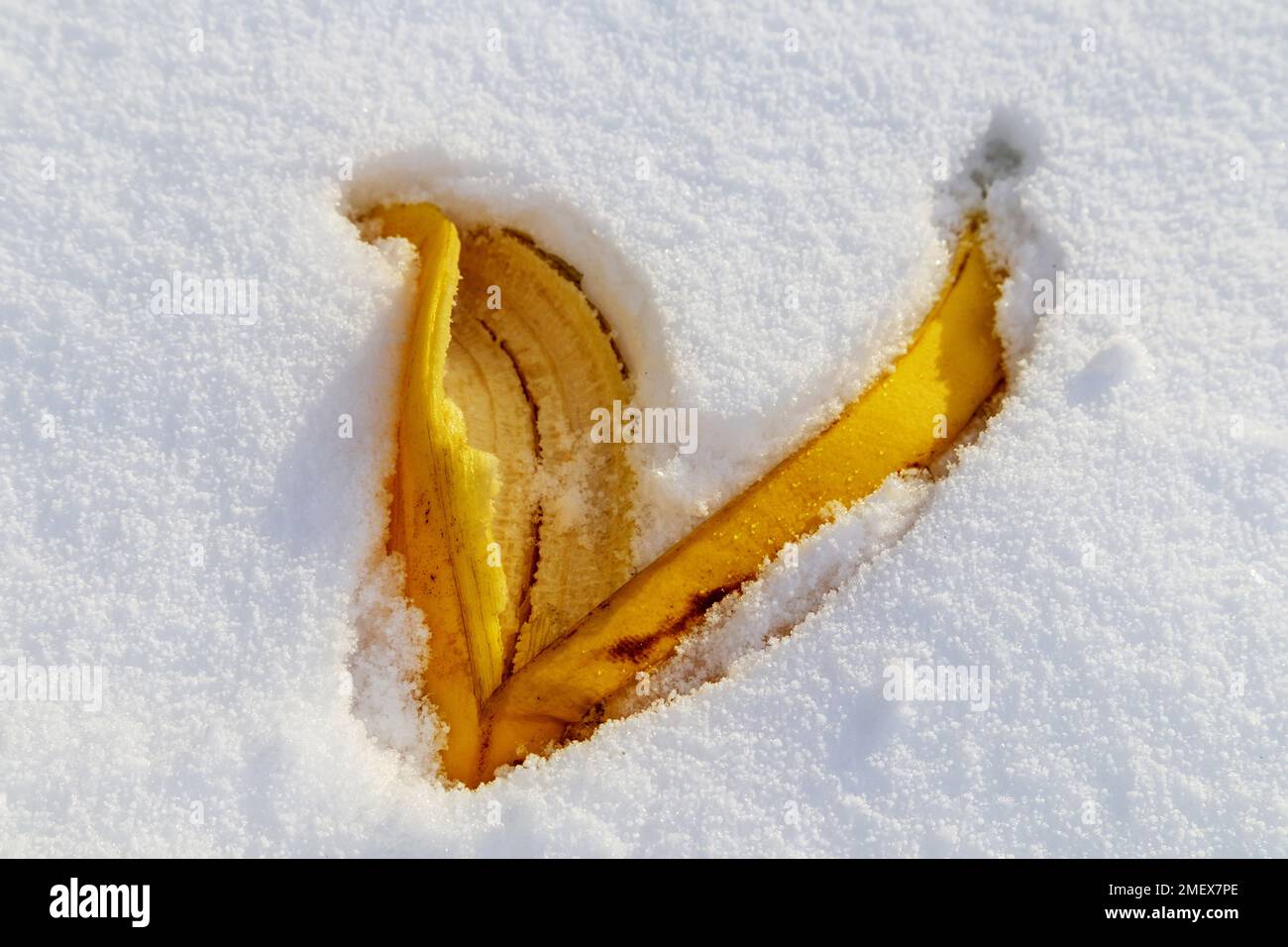 Leuchtend gelbes Laub in weißen Schnee gefallen Stockfoto