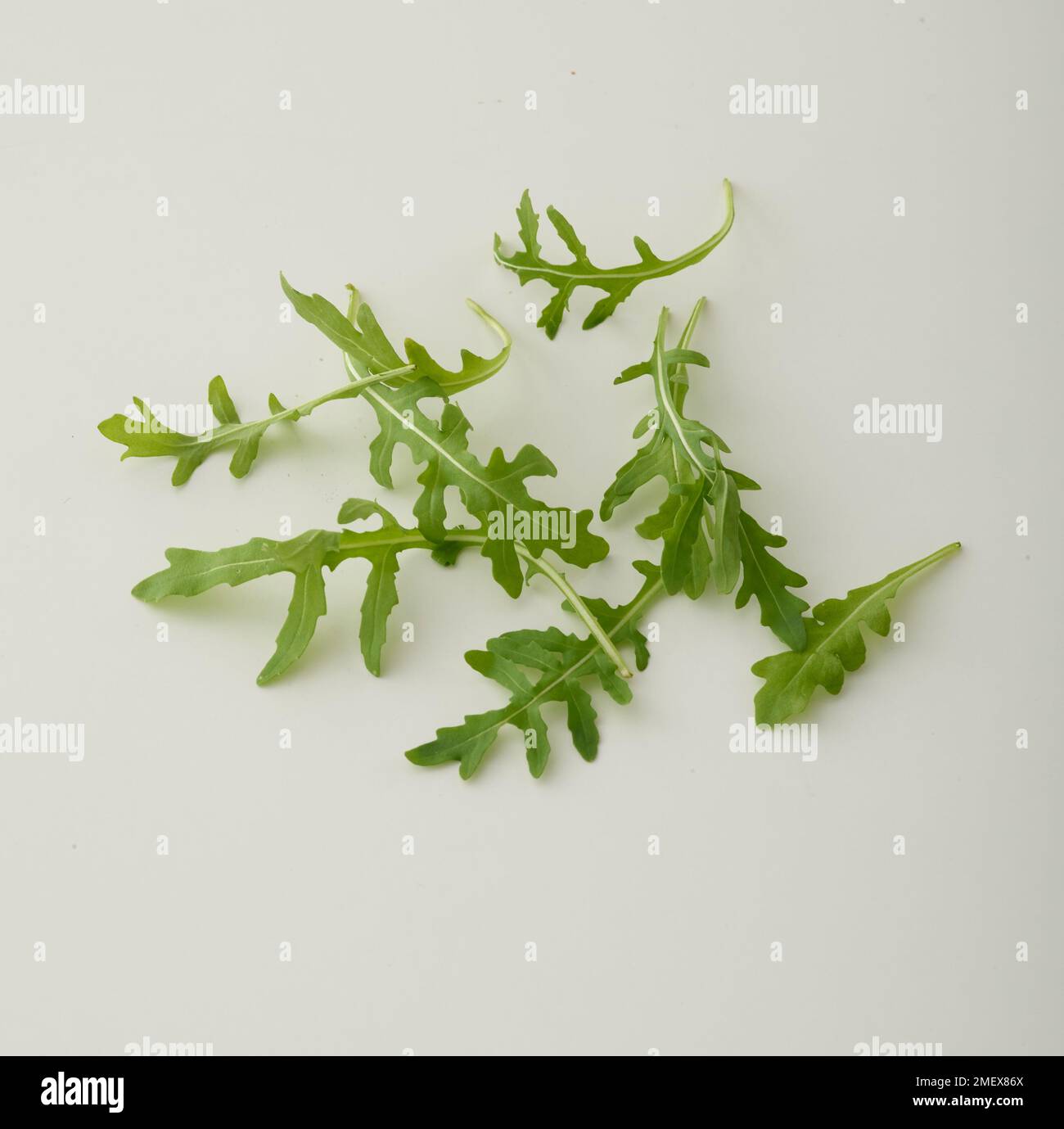 Rucola Blätter Stockfoto