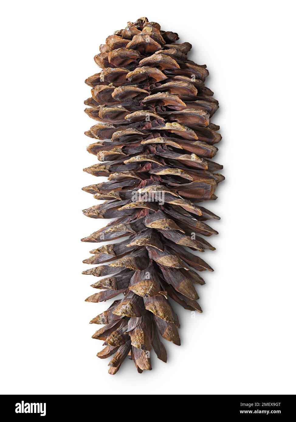 Pinus lambertiana (Zuckerkiefer) Weibchen öffnen Stockfoto
